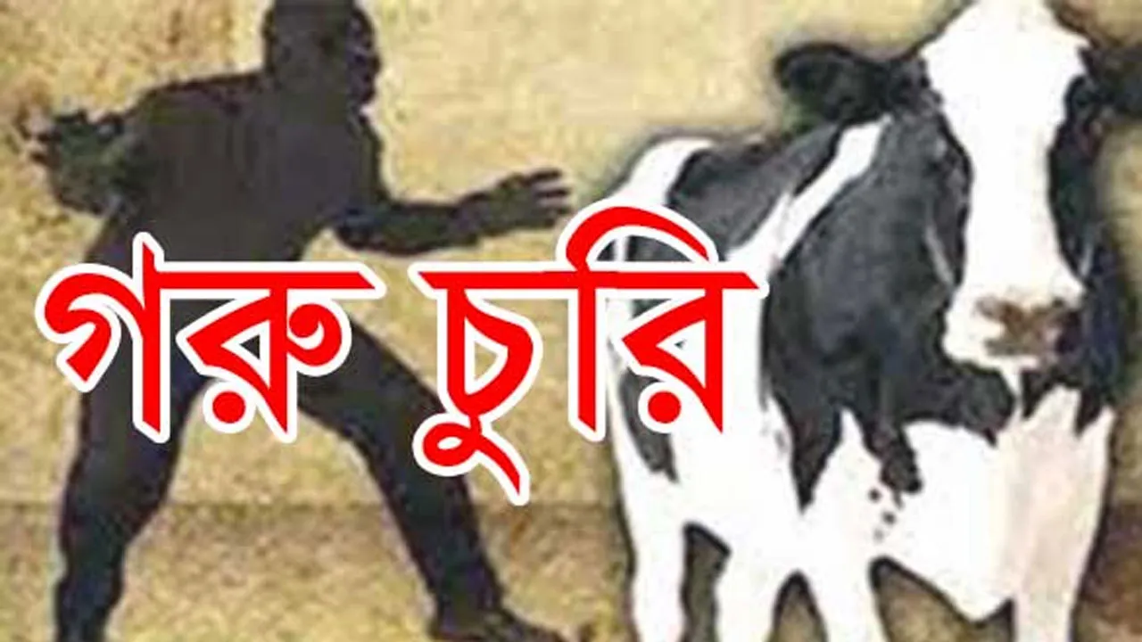 ময়মনসিংহের নান্দাইলে ২ রাতে ৮ গরু চুরি