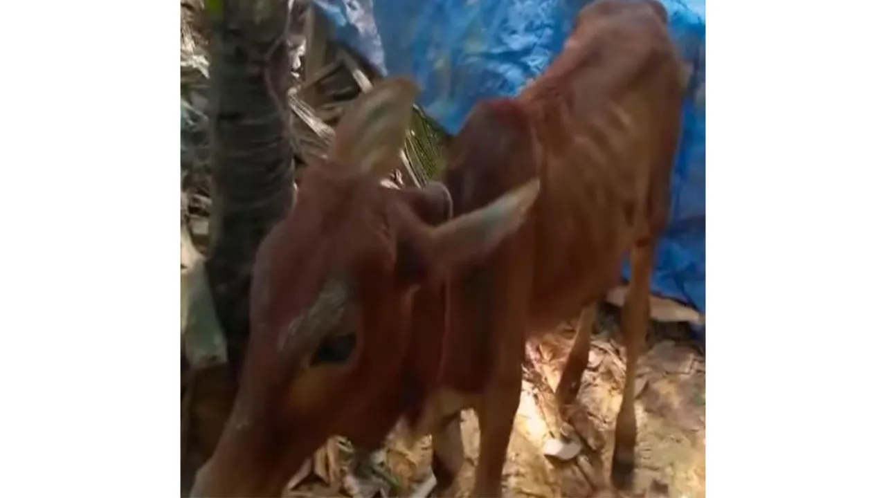 চুরি হওয়া গরু বিএনপি নেতার গোয়ালঘরে, এলাকায় চাঞ্চল্য