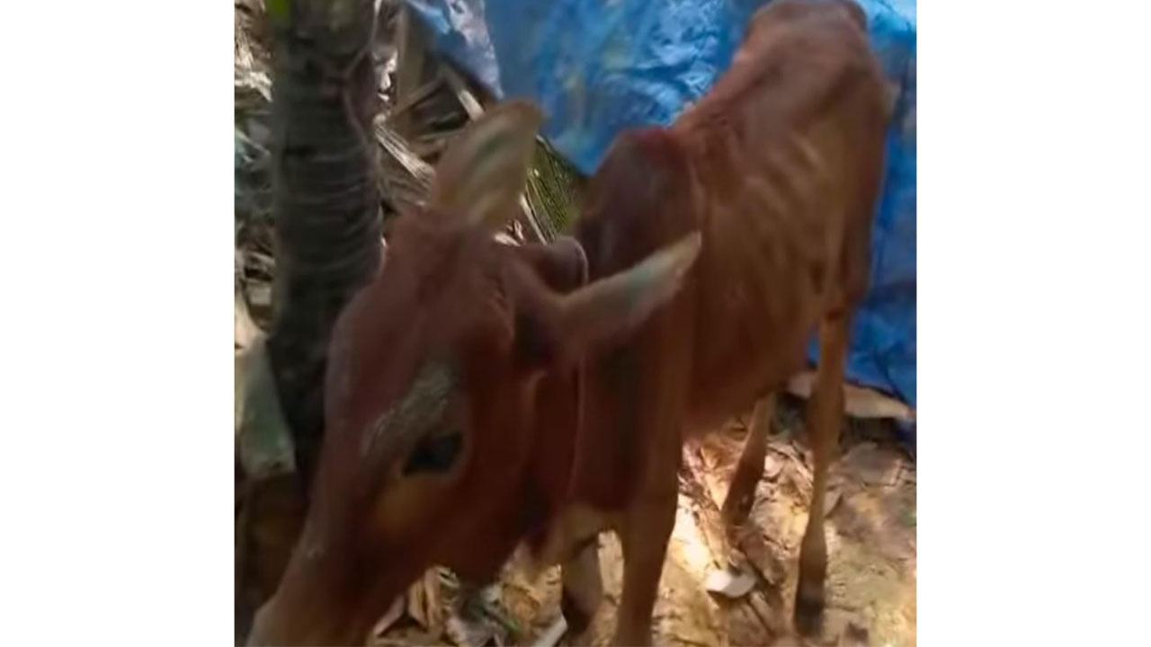 গরু