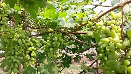 কুড়িগ্রামে বিদেশী আঙুর চাষে দুই উদ্যোক্তার সাফল্য দেশব্যাপী সাড়া ফেলেছে