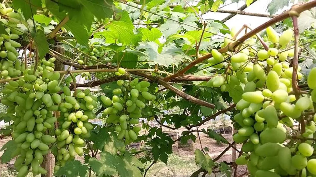কুড়িগ্রামে বিদেশী আঙুর চাষে দুই উদ্যোক্তার সাফল্য দেশব্যাপী সাড়া ফেলেছে