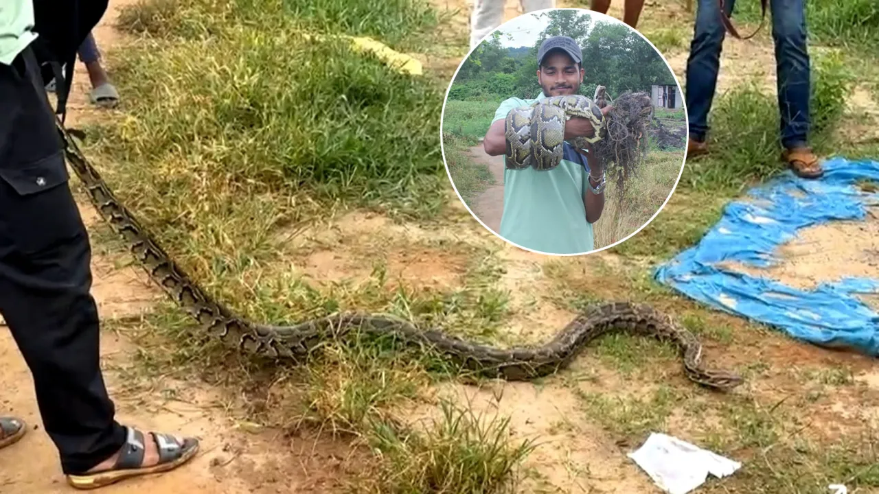 হাটহাজারীতে অজগর সাপ উদ্ধার, জঙ্গলে অবমুক্ত