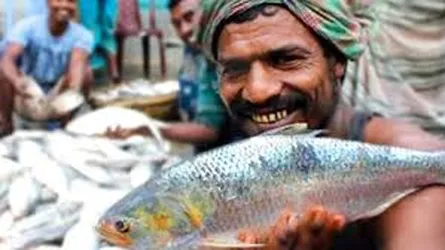 ৪ অক্টোবর থেকে মা ইলিশ সংরক্ষণ অভিযান, কঠোর নির্দেশনা