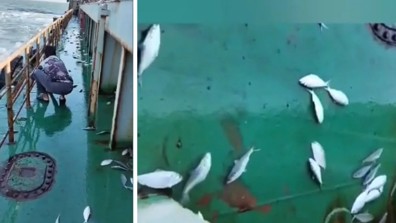 পায়রা বন্দরে জাহাজে লাফিয়ে উঠল ৩ মণ ইলিশ!