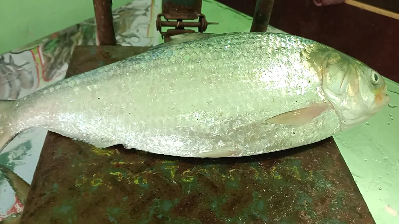 বঙ্গোপসাগরে ধরা পড়ল আড়াই কেজি ওজনের ইলিশ