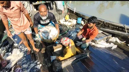 বঙ্গোপসাগরে এক টানে ২০০ মণ ইলিশ, খুশিতে আত্মহারা জেলেরা