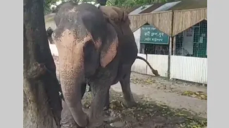 ফরিদপুরে চাঁদা তোলার সময় হাতির শুড়ের আঘাতে ইজিবাইক উল্টে শিশু নিহত