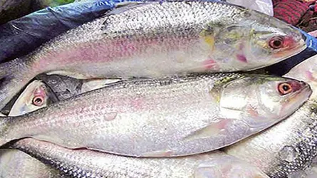 ইলিশের দাম অস্বাভাবিকভাবে না বাড়াতে নির্দেশ
