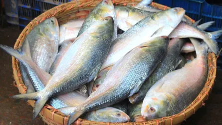 দুর্গাপূজায় ভারতে যাচ্ছে ১২০০ টন ইলিশ