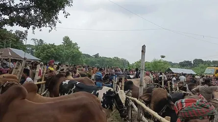 পশুতে ঠাসা জীবননগর শিয়ালমারী হাট, জমজমাট কেনা-বেচা