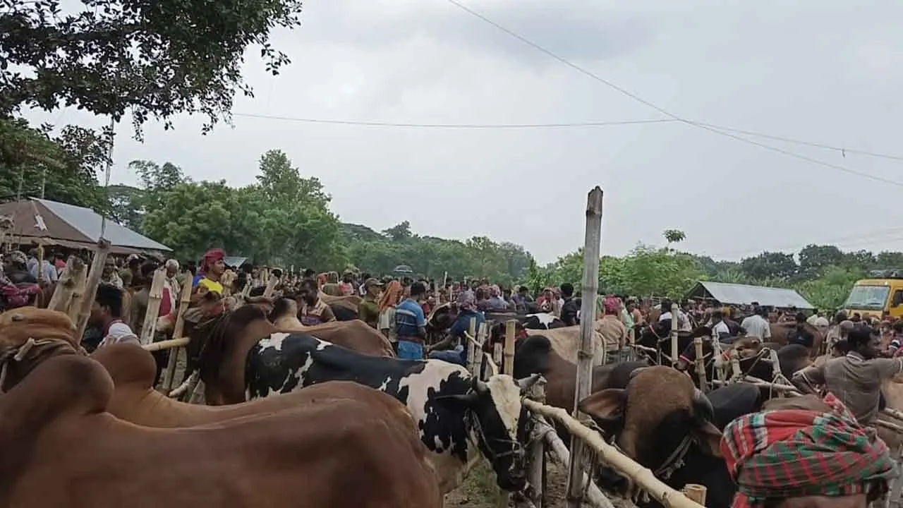 পশুতে ঠাসা জীবননগর শিয়ালমারী হাট, জমজমাট কেনা-বেচা