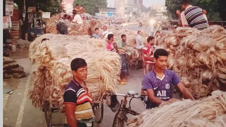 দুর্গাপুরে পাটের বাম্পার ফলন, দ্বিগুণ দামে কৃষকের মুখে হাসি