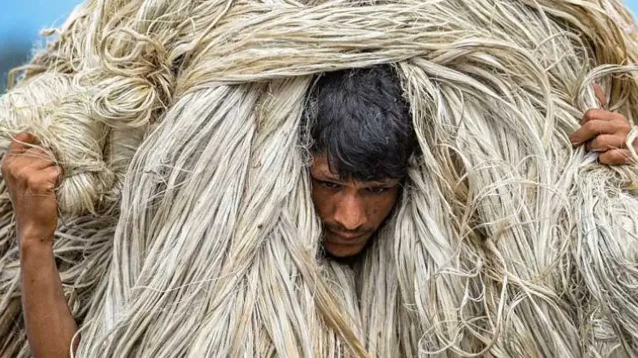 পাট রফতানি করে ১০ বছরে আয় ৮৪ হাজার কোটি টাকা