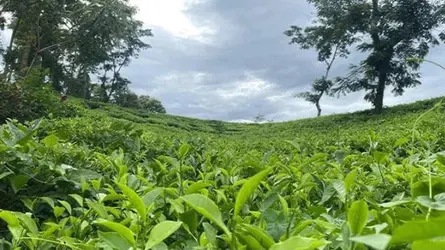 এক নিলামে এনটিসির রেকর্ড ৪ কোটি ৪৭ লাখ টাকার চা বিক্রি