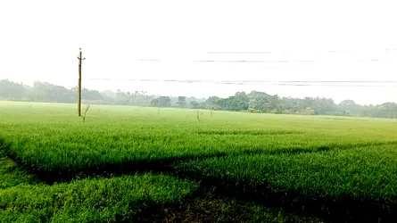 কালীগঞ্জে কুয়াশার ঘোমটা টেনে এলো হেমন্ত