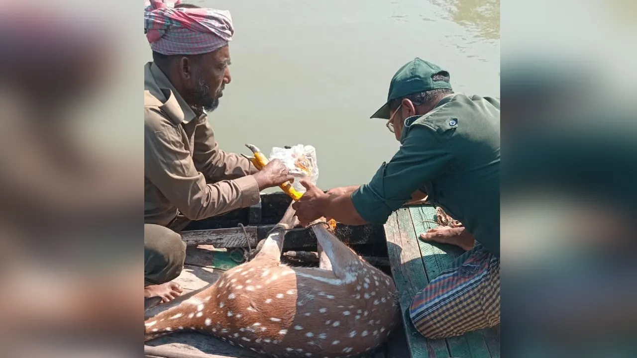 সুন্দরবনের হরিণ লোকালয়ে প্রবেশের পর উদ্ধার, পুনরায় বনে অবমুক্ত
