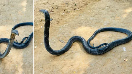 মিরসরাইয়ে বিষধর কিং কোবরা উদ্ধার