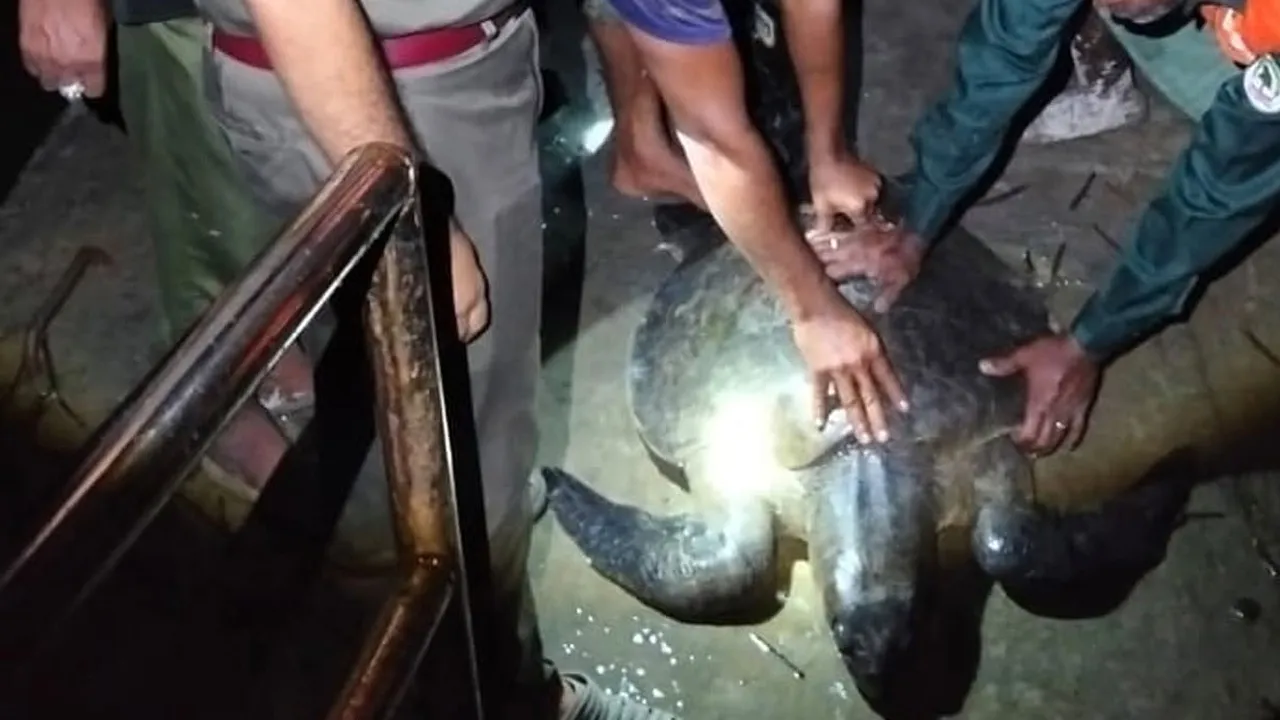 কয়রায় ৩০ কেজি ওজনের সামুদ্রিক কচ্ছপ উদ্ধার