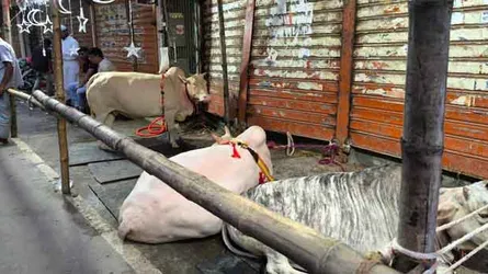 ঈদের প্রথম দিন কসাই সঙ্কটে অনেকেই কোরবানি দেননি, চামড়ার বাজারে ভাটা