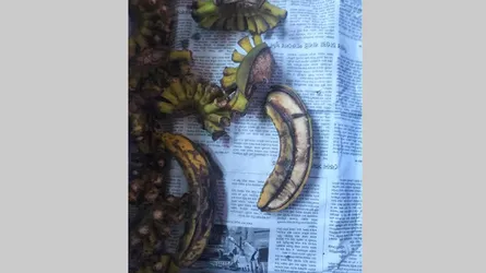 কিশোরগঞ্জে স্কুল ফিডিংয়ে পচা কলা বিতরণের অভিযোগ, প্রধান শিক্ষিকার কৈফিয়ত তলব