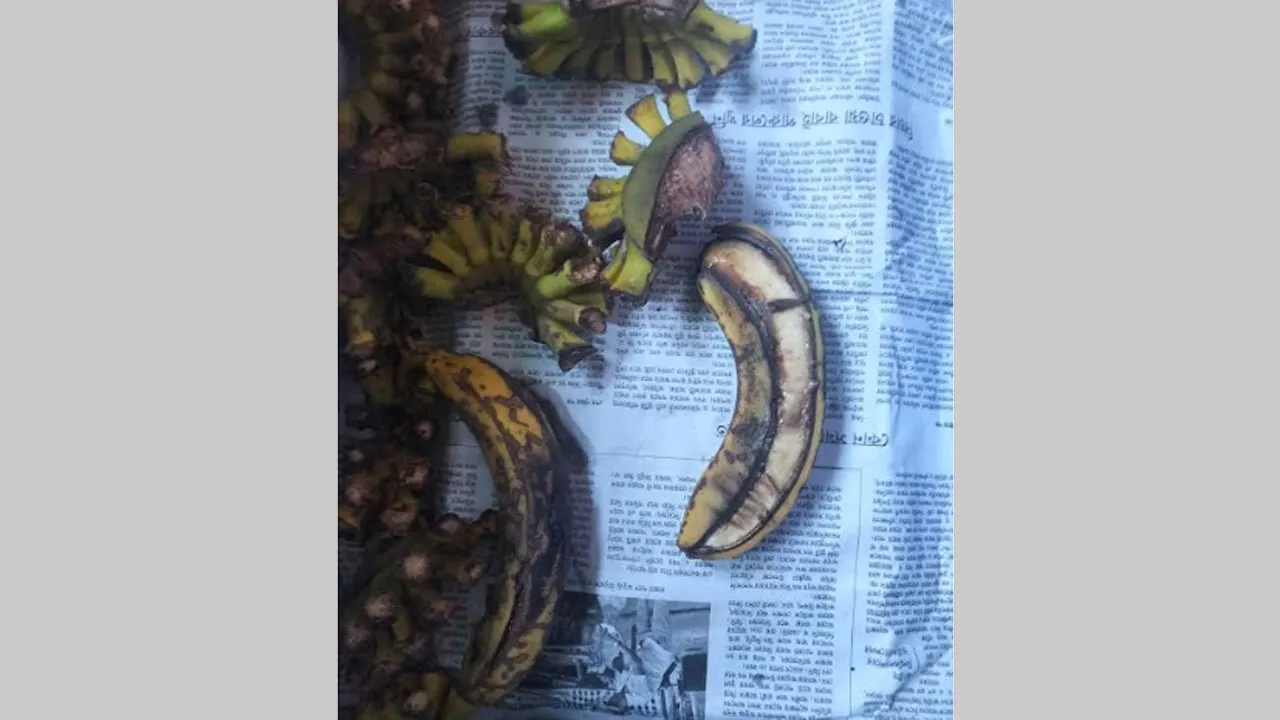 কিশোরগঞ্জে স্কুল ফিডিংয়ে পচা কলা বিতরণের অভিযোগ, প্রধান শিক্ষিকার কৈফিয়ত তলব