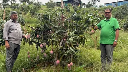 শখের চাষে সাফল্যের গল্প, বাড়ির পাশেই ৩২ জাতের আমের বাগান
