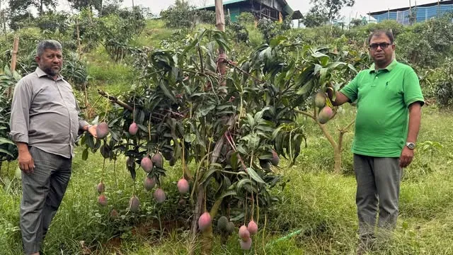 শখের চাষে সাফল্যের গল্প, বাড়ির পাশেই ৩২ জাতের আমের বাগান