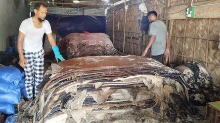 রায়গঞ্জে চামড়া বিক্রি নিয়ে বিপাকে ব্যবসায়ীরা
