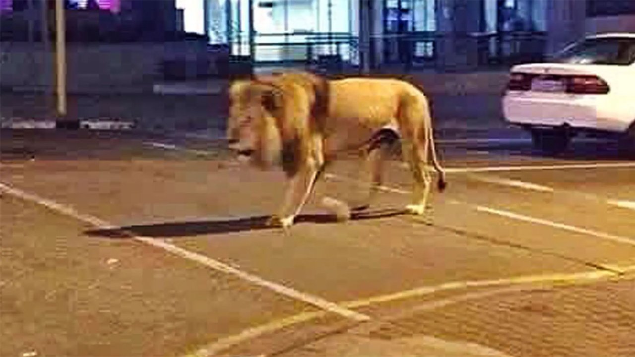 lion-2