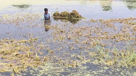 শ্রমিক সঙ্কট ও যন্ত্রের অভাবে বিপর্যস্ত গৌরীপুরের কৃষক