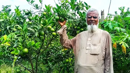 কালীগঞ্জে মিশ্র ফল বাগানে মাল্টা চাষের জনপ্রিয়তা বাড়ছে
