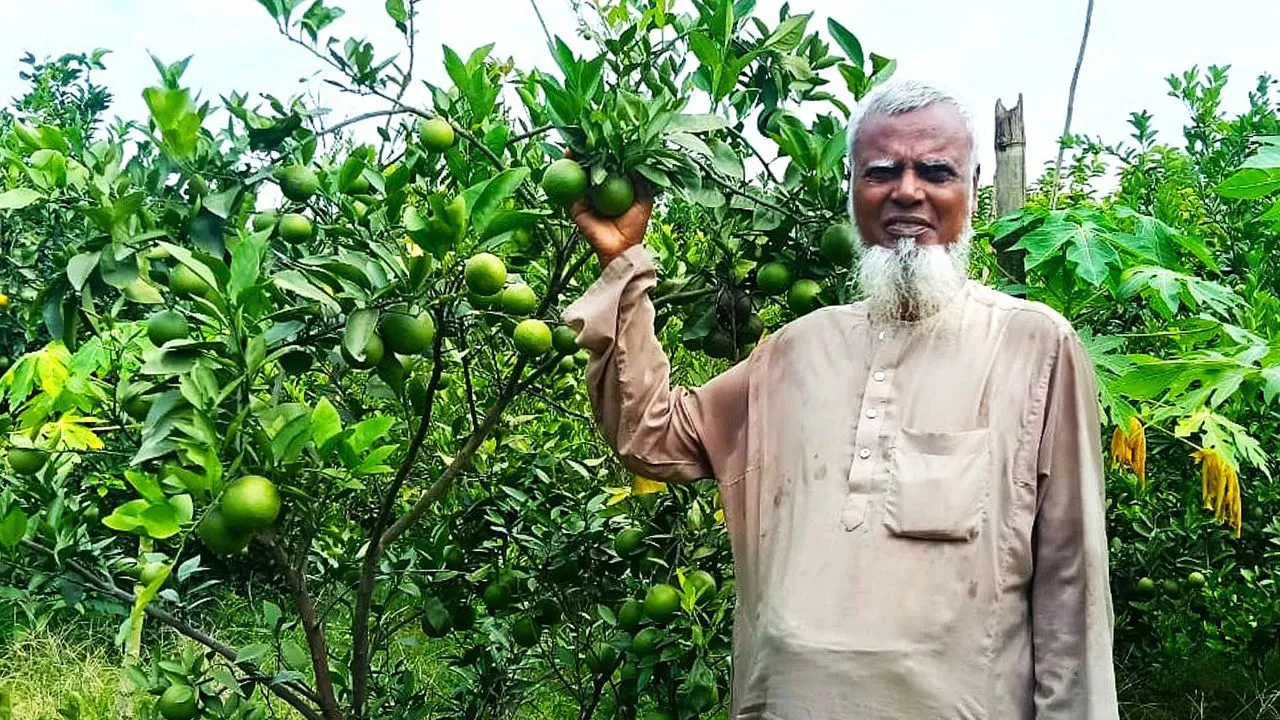 কালীগঞ্জে মিশ্র ফল বাগানে মাল্টা চাষের জনপ্রিয়তা বাড়ছে