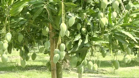আমের ফলন ২৭ লাখ টন ছাড়াতে পারে