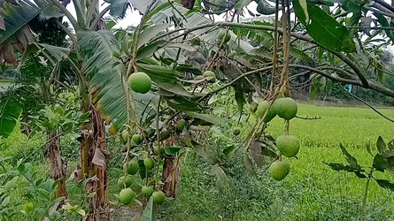 দুর্গাপুরে তীব্র তাপদাহে ঝরছে আমের গুটি, শঙ্কায় চাষিরা