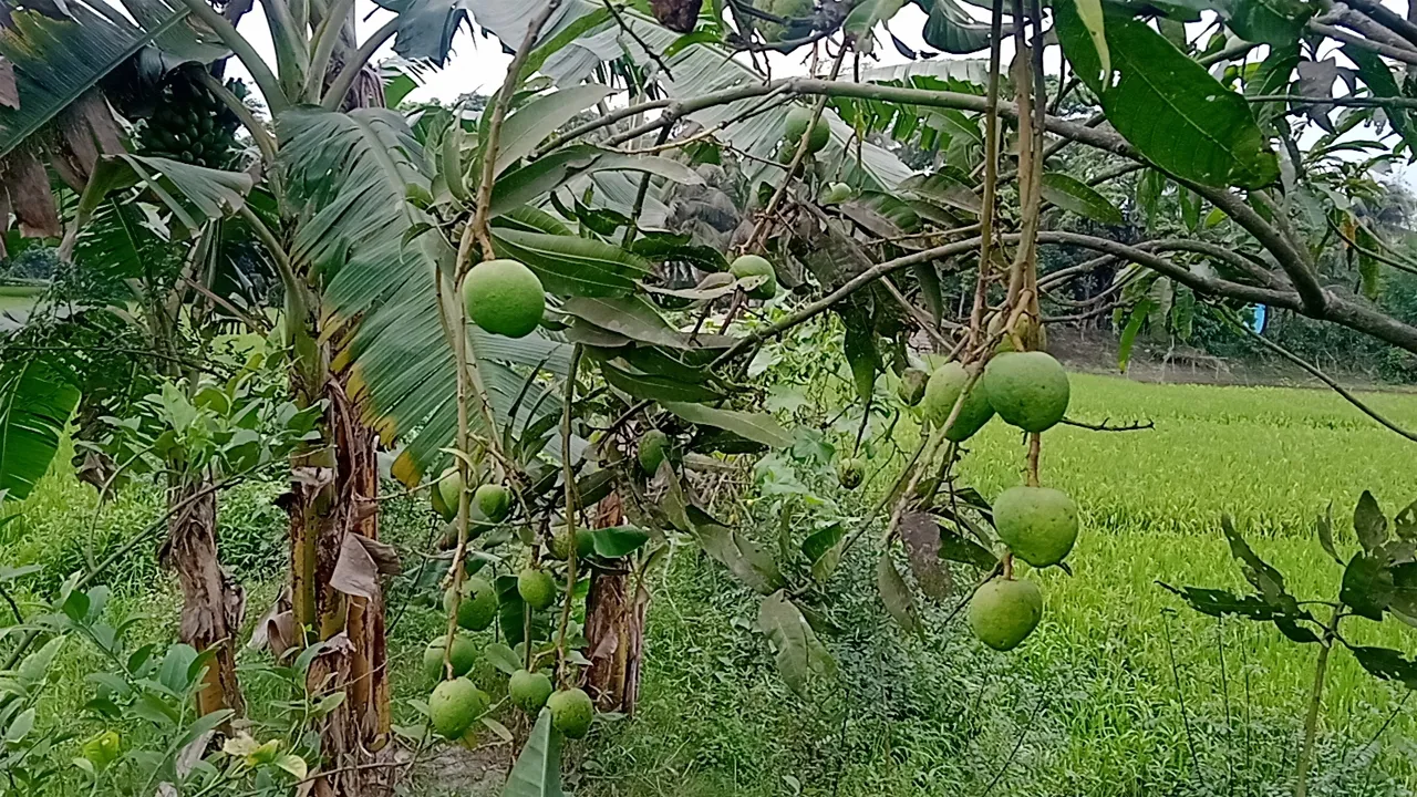 দুর্গাপুরে তীব্র তাপদাহে ঝরছে আমের গুটি, শঙ্কায় চাষিরা