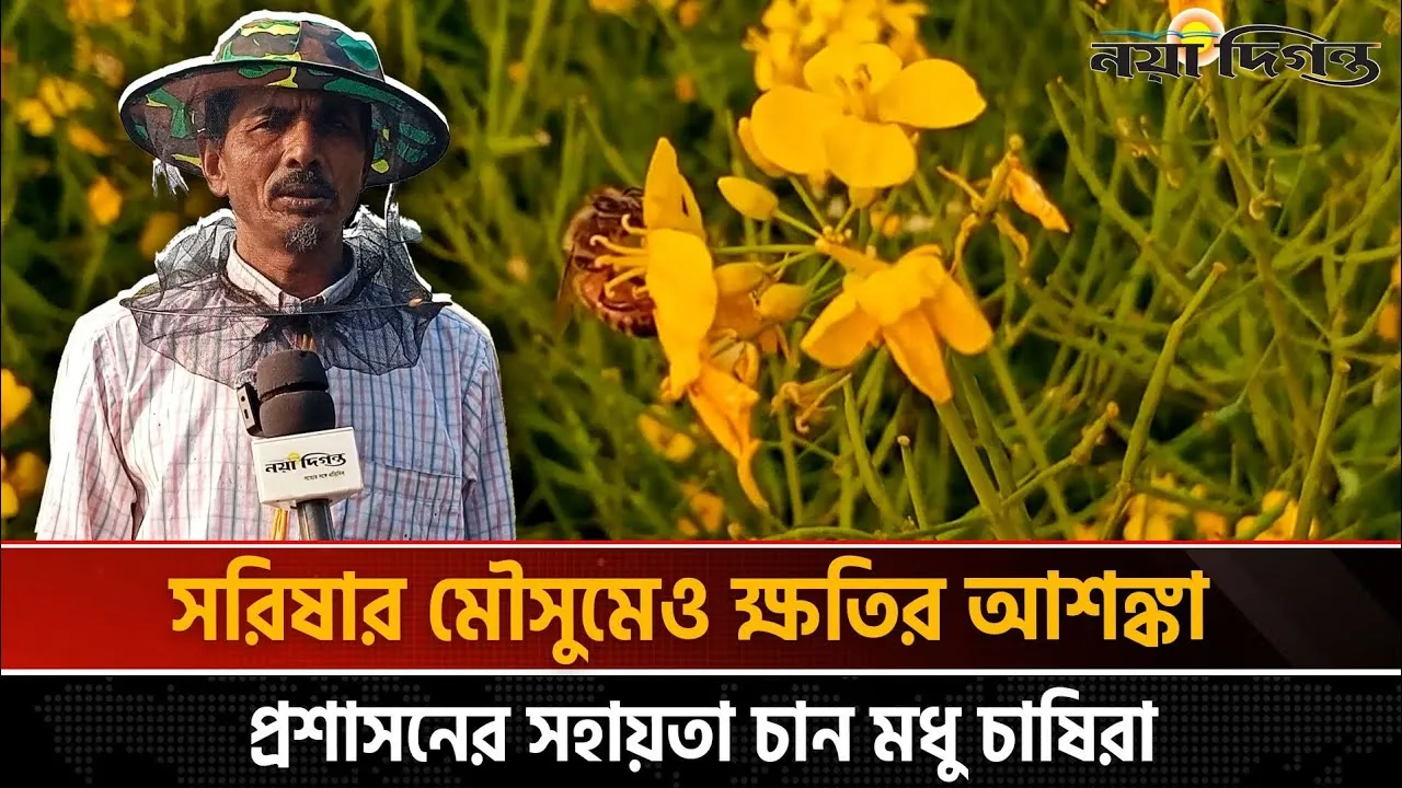 নওগাঁয় আবহাওয়ার বিরূপ প্রভাব, বিপাকে মধু চাষিরা