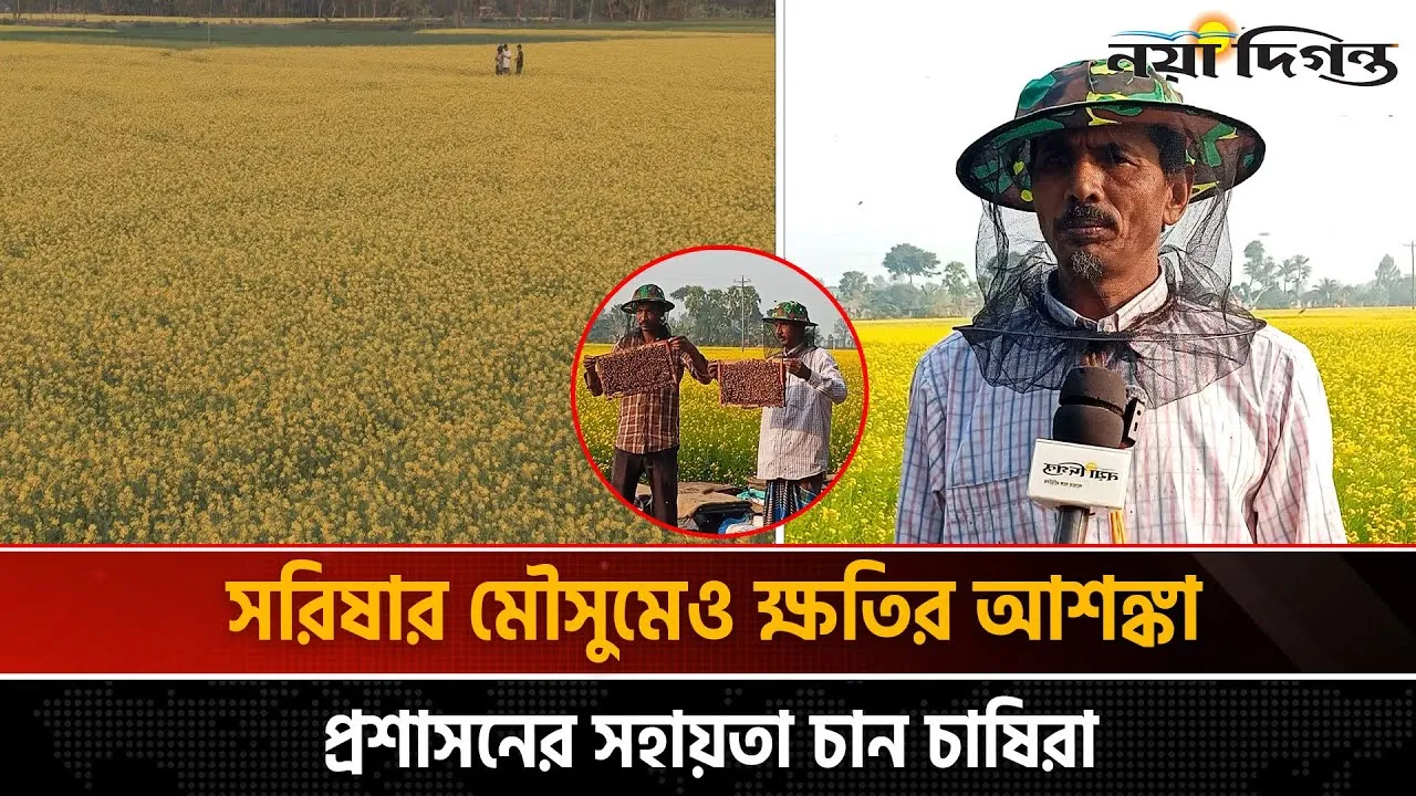 সরিষা চাষে প্রকৃতির হানা, বিপাকে মধু চাষিরা