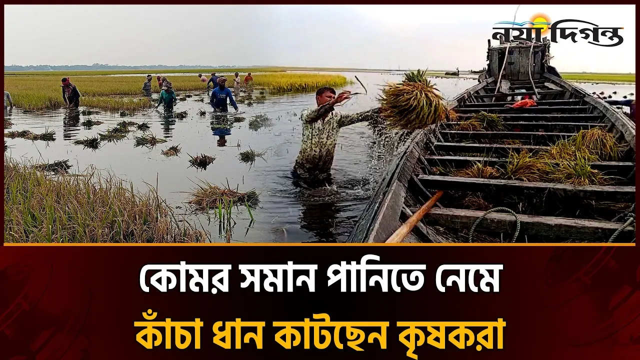 বৃষ্টির পানিতে তলিয়ে যাচ্ছে খালিয়াজুরীর বোরো ধান, কাঁচা ধান কাটতে বাধ্য হচ্ছে কৃষক