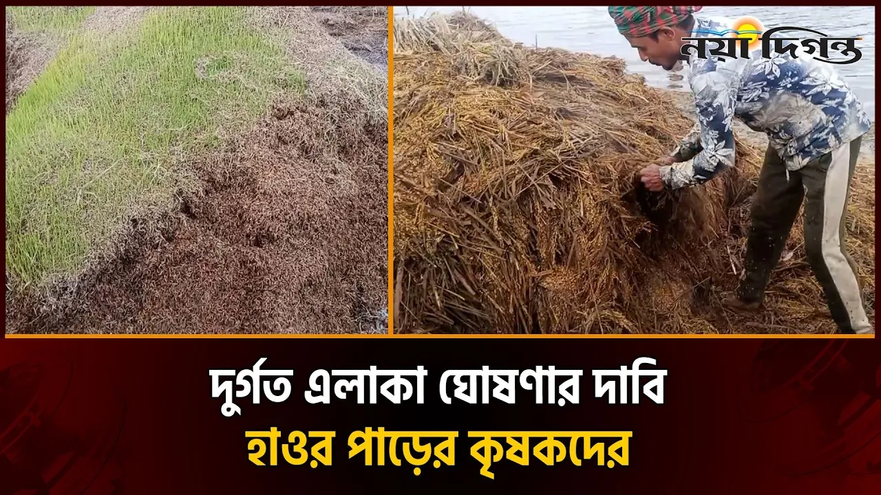 চোখের সামনে নষ্ট হচ্ছে কৃষকের সোনালী স্বপ্ন