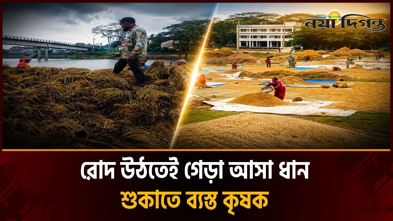 খালিয়াজুরীতে ৭০% ধানের জমি ক্ষতিগ্রস্ত বলে দাবি কৃষকদের
