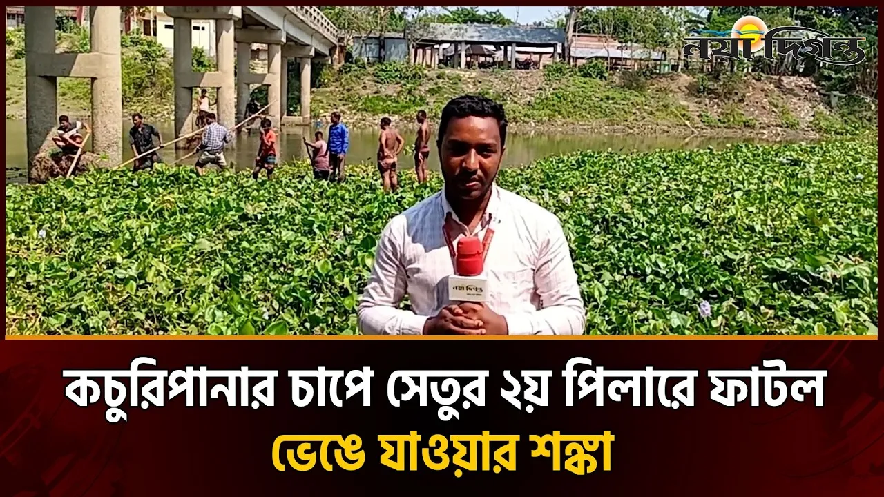 নওগাঁয় কচুরিপানার চাপে নড়বড়ে সেতু, আতঙ্কে ৫০টি গ্রামের মানুষ