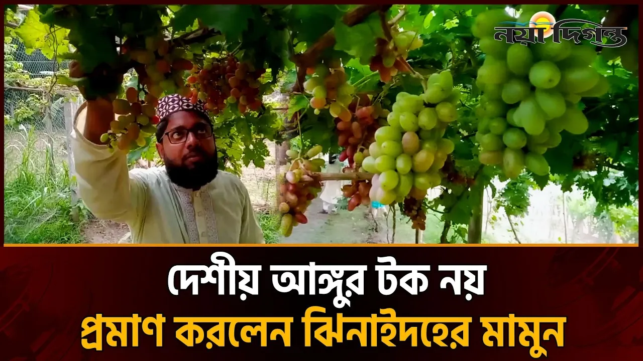 ঝিনাইদহে রঙিন আঙ্গুরের বাগানে সফলতার গল্প গড়লেন ইমাম, বছরে আয় লক্ষাধিক টাকা