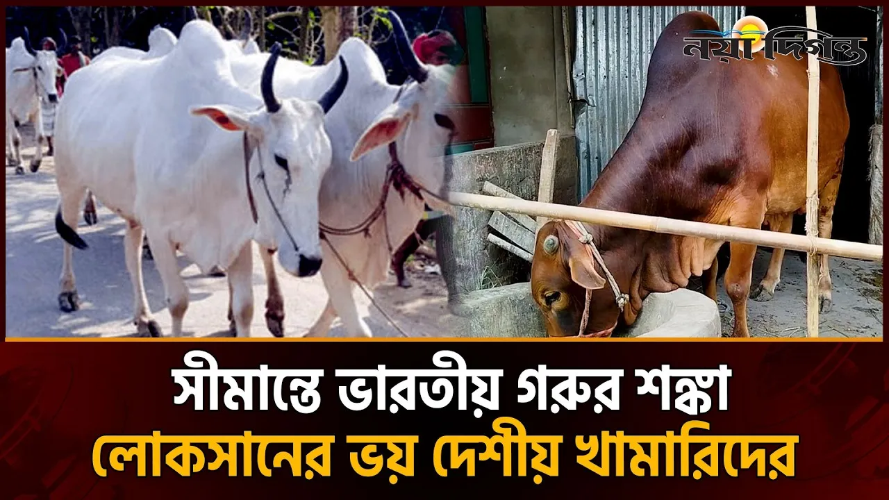 উৎপাদন খরচ বেড়েছে কয়েকগুণ, সীমান্ত দিয়ে গরু ঢুকলে বড় লোকসানের আশঙ্কা