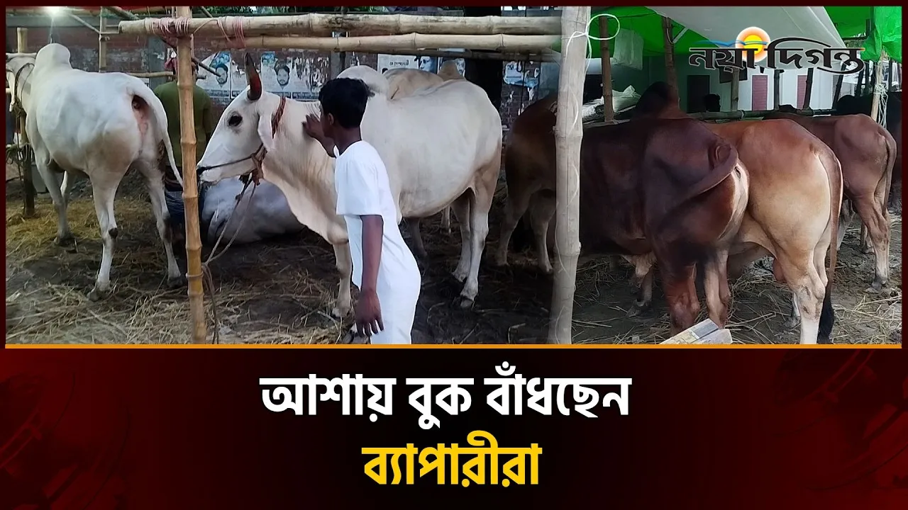 জমজমাট হয়ে উঠছে টঙ্গীর ঐতিহ্যবাহী কোরবানির পশুর হাট