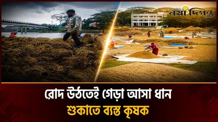 খালিয়াজুরীতে ৭০% ধানের জমি ক্ষতিগ্রস্ত বলে দাবি কৃষকদের