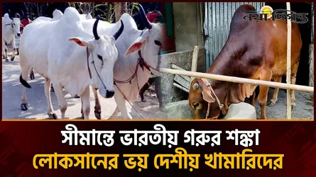 উৎপাদন খরচ বেড়েছে কয়েকগুণ, সীমান্ত দিয়ে গরু ঢুকলে বড় লোকসানের আশঙ্কা