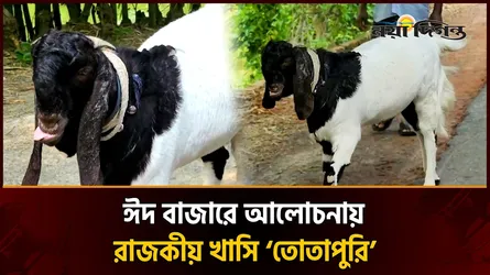 কোরবানির হাটের নতুন চমক ৫০ কেজির ‘তোতাপুরি’ খাসি