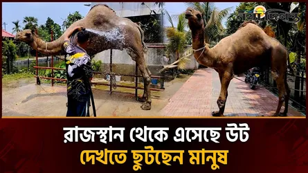 কুমিল্লার বাজার মাতাবে রাজস্থানের উট সুলতান, দাম হাঁকা হচ্ছে ৩২ লাখ