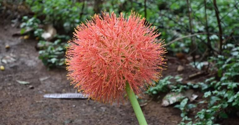 প্রকৃতির ডাকে মাটি ফুঁড়ে ‘মে বলের’ হাতছানি