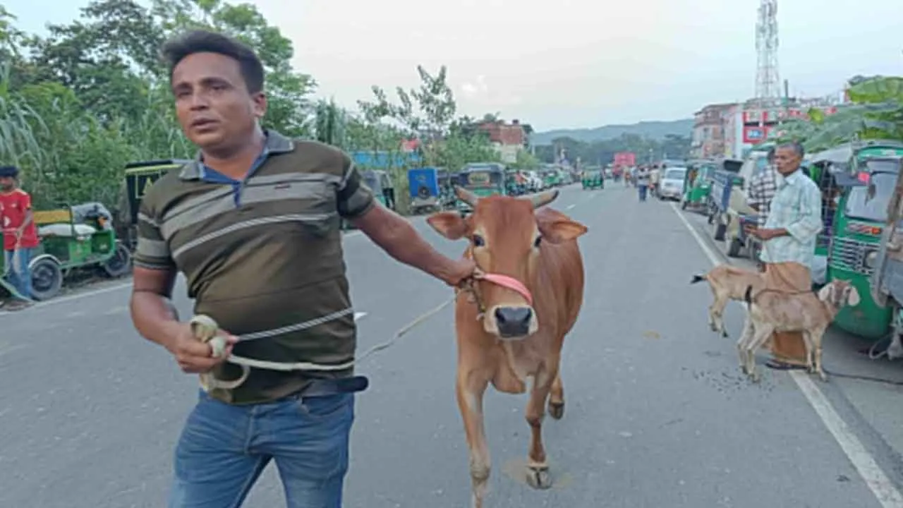 ও ভাই গরু কত অইছে?